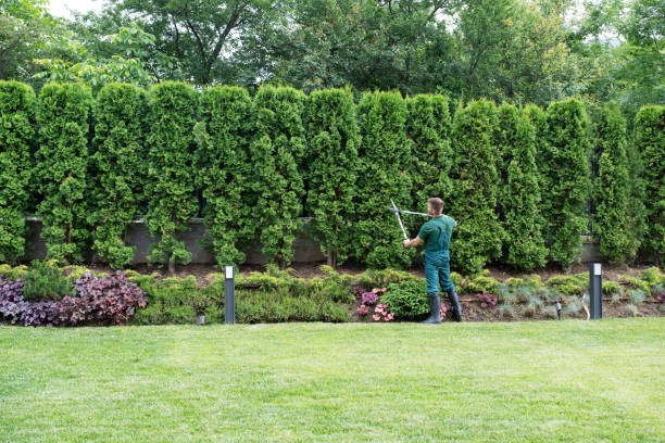 Best Tree Trimming and Pruning  in Oxford, NC