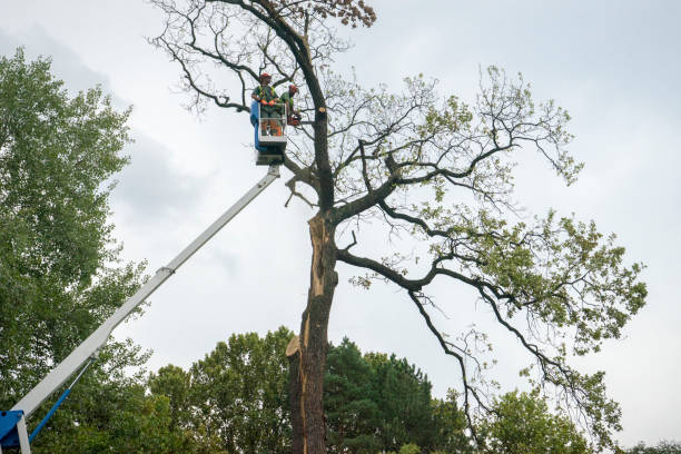  Oxford, NC Tree Removal Pros