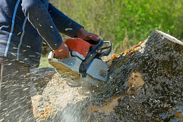 Best Tree and Shrub Care  in Oxford, NC